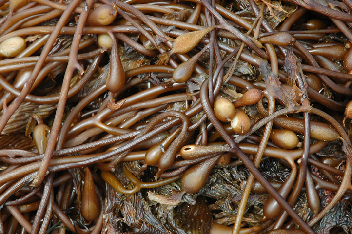 Moonstone Beach 017.jpg
